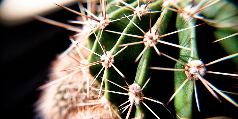 sharp cactus